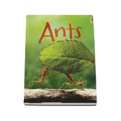 Ants