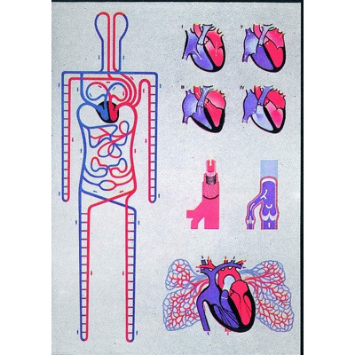 Circulatia sistemica si pulmonara. Cu sipci