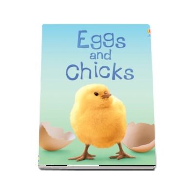 Eggs and chicks