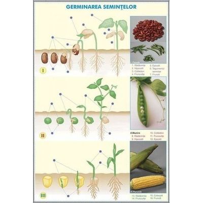 Germinatia semintelor - Briophytha. Plansa DUO.