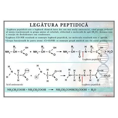 Legatura peptidica. Plansa