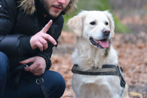 Metode usoare de dresaj de caini pentru a opri latratul cainilor