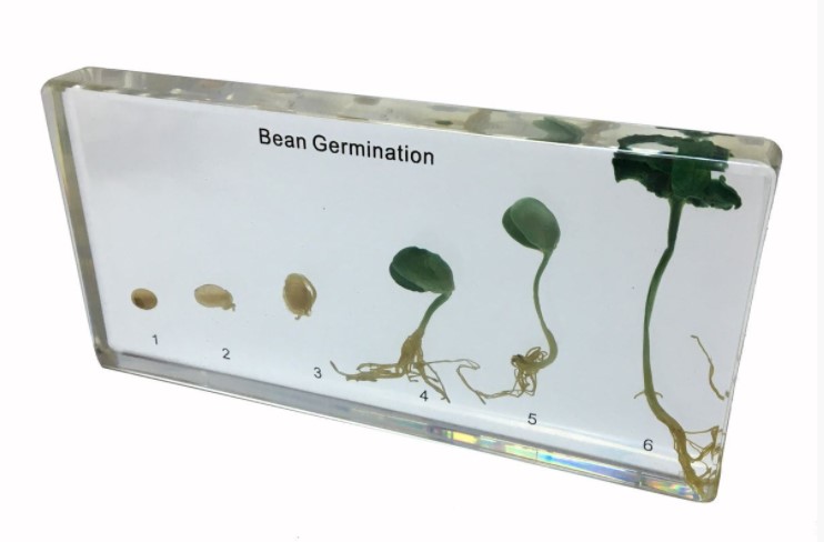 Model - Germinatia fasolei