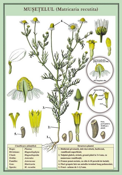 Musetelul (Matricaria recutita) (plansa 700x1000mm, cu sipci)