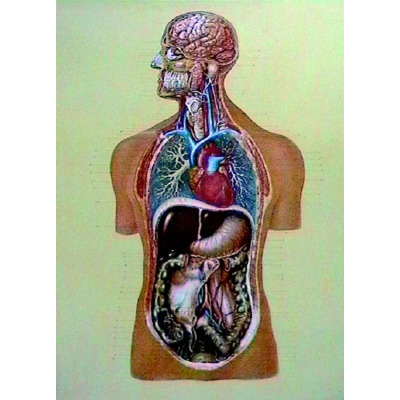 Organele interne. Cu sipci