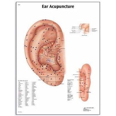 Plansa acupunctura urechii. Produs 3B Scientific