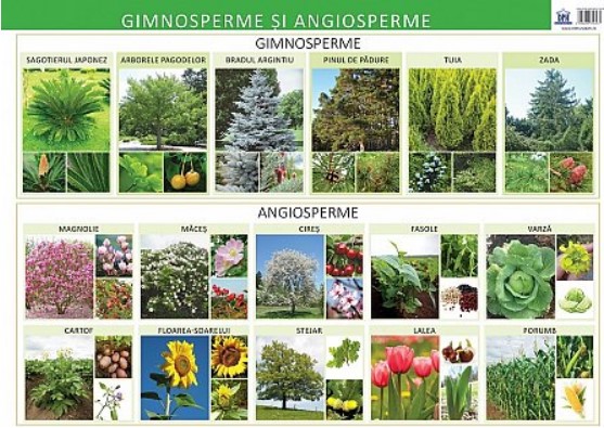 Plansa - Gimnosperme si angiosperme