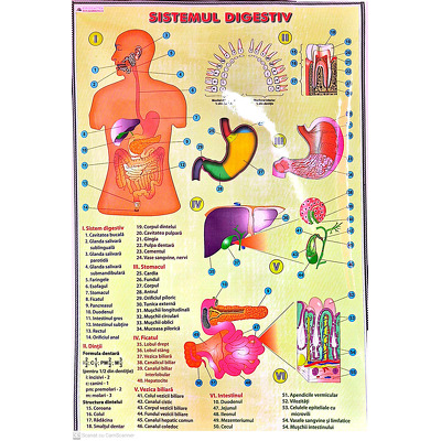 Plansa SISTEMUL DIGESTIV (Dimensiuni 810 x 1000 mm)