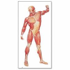 Plansa sistemul muscular (Imagine din fata)