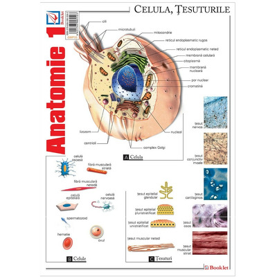 Pliant Anatomie 1