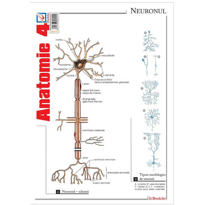 Pliant Anatomie 4