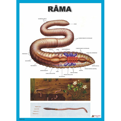 Rama. Lumbricus terrestris