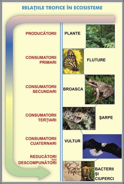 Relatii trofice in ecosisteme - Feriga. Plansa DUO.