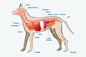 Sanatatea Cainilor: Rase de caini si anatomie de baza