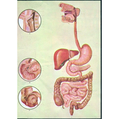 Sistemul digestiv. Cu sipci