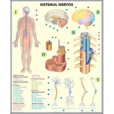 Sistemul nervos - Analizatorii. Plansa DUO.