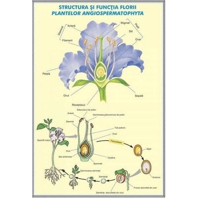 Structura si functia florii la plante de tip Angiospermatophyta - Structura si functiile frunzei. Plansa DUO.