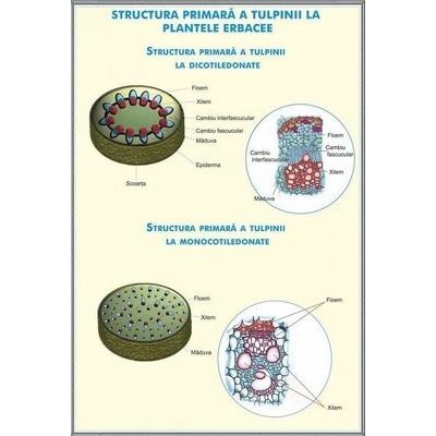 Structura tulpinei la plantele erbacee - Regnul ciupercilor. Plansa DUO.