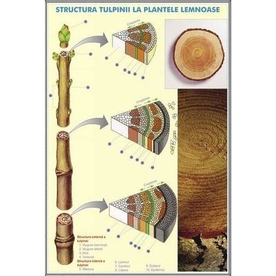 Structura tulpinei la plantele lemnoase - Structura varfului de radacina. Plansa DUO.