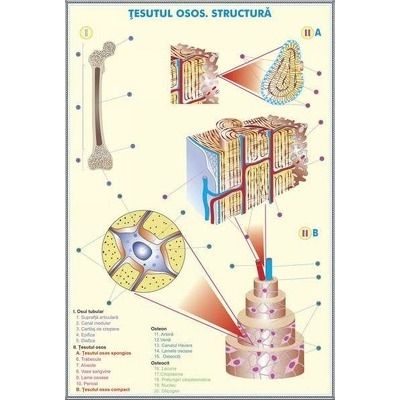 Tesutul osos. Structura - Sistemul nervos la animale. Plansa DUO.