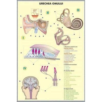 Urechea omului - Urechea la animale. Plansa DUO.